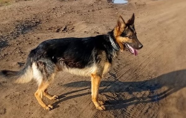 Dog Hero Image 5